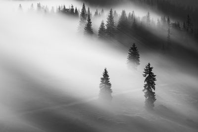 Silhouettes trees in forest during foggy weather