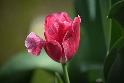 Close-up of pink tulip