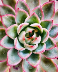 Full frame shot of succulent plant