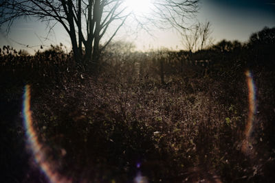 Close-up of bare trees against the sky