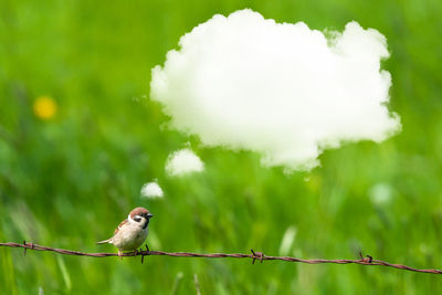 Close-up of bird perching on a plant