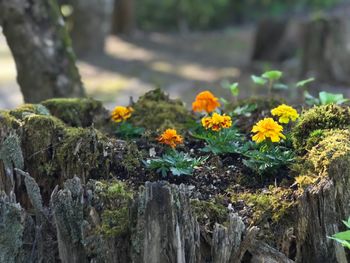 Close-up of yellow flowering plants by tree trunk