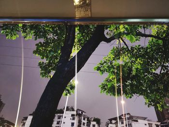 Low angle view of potted plants against building