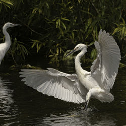 Bird flying over lake