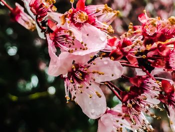 Pink flowers blooming on tree