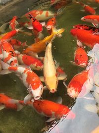 High angle view of koi carps swimming in water