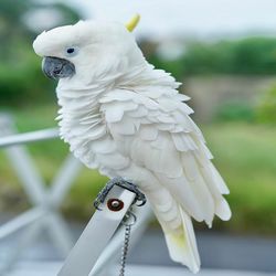 Close-up of a bird perching