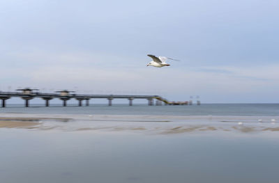 Seagull flying over sea against sky