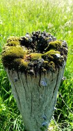 Close-up of moss on tree stump in forest