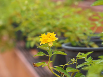 Close-up of yellow flowers blooming outdoors