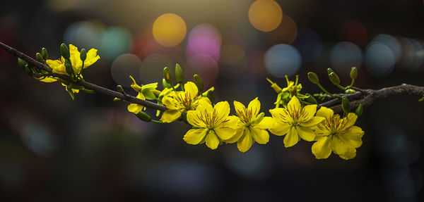 Close-up of yellow flowering plant