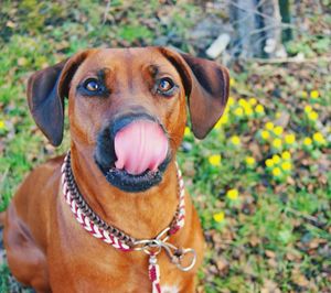 Close-up portrait of dog sitting on field