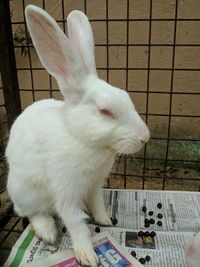 High angle view of white rabbit on table