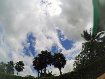 Low angle view of trees against sky