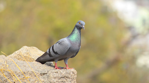 Close-up of bird perching on retaining wall