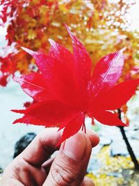 Close-up of hand holding maple leaves during autumn