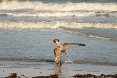 Bird on beach by sea