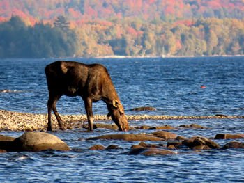 Side view of horse in the sea