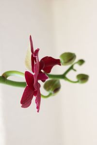 Close-up of red flowers against white wall