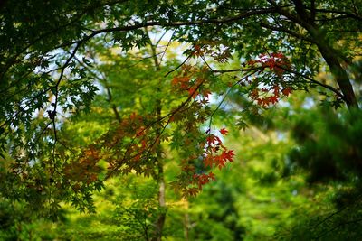 Close-up of red flowering tree in forest