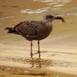 Close-up of bird on sand