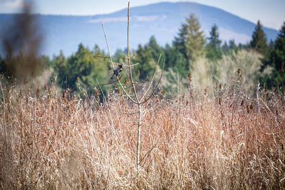 Plants growing on land