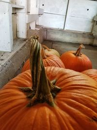 Close-up of pumpkin pumpkins