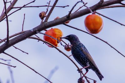 Low angle view of bird perching on tree