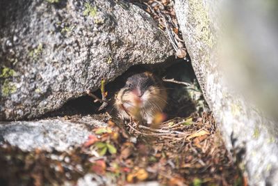 Close-up of squirrel