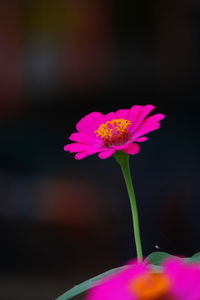 Close-up of pink flower against blurred background