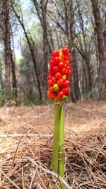 Close-up of red berries on tree