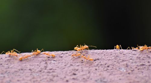 Close-up of ant on ground