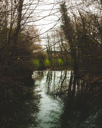 River passing through forest