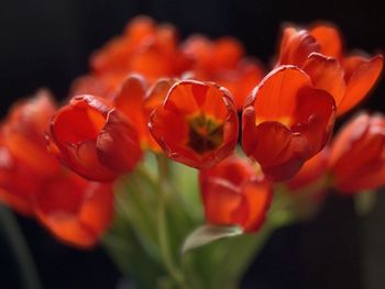 Close-up of red flowering plant