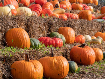 Pumpkins on field