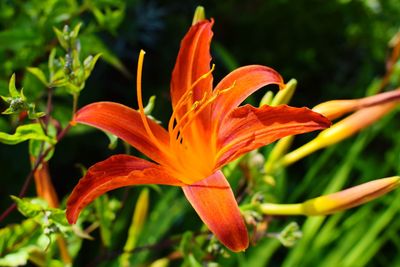Close-up of orange day lily