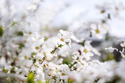 Close-up of white flowers on tree