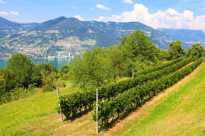 Scenic view of vineyard against sky