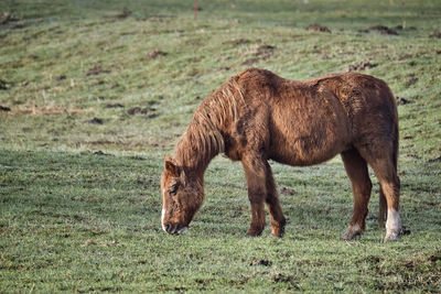 Full length of a horse grazing in field