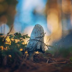 Close-up of mushroom in grass