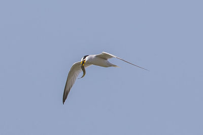 Low angle view of seagull flying against clear sky