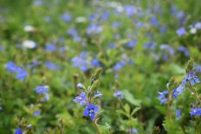 Close-up of purple flowering plants on field