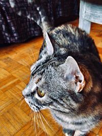 High angle view of cat lying on hardwood floor
