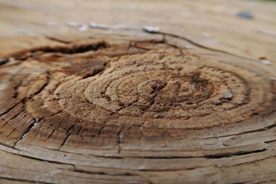 Full frame shot of tree stump