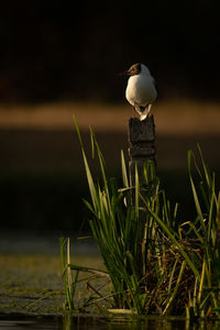 Black-headed gull on post in river reeds