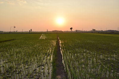 Scenic view of agricultural field against sky during sunset