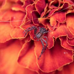 Close-up of red rose