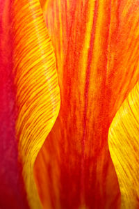 Full frame shot of orange leaf