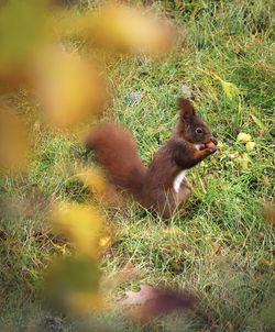 Squirrel on a field