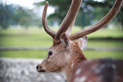 Close-up of deer